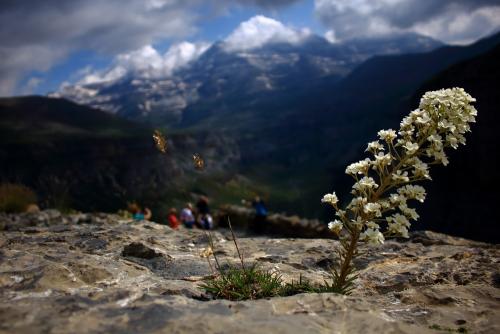 Pyrenees wildflower