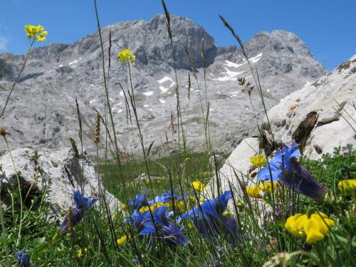 Trumpet gentians