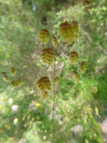 Quaking grass – Briza media