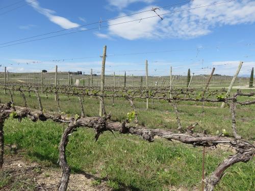 SommoS vineyard
