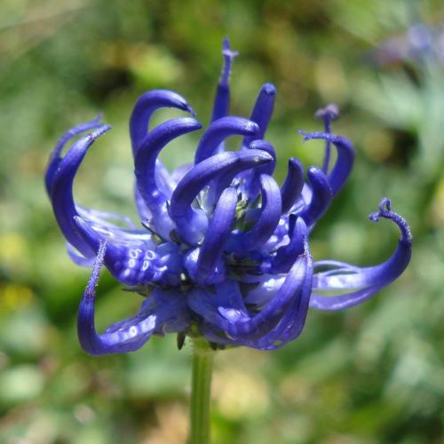 Round Headed Rampion – Phyteuma orbiculare