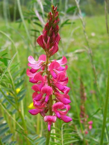 Sainfoin – onobrychis vicifolia