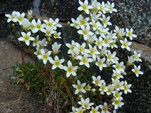Scented leaved saxifrage – Saxifraga intricata