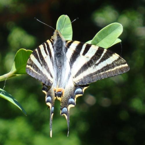 Scarce Swallowtail