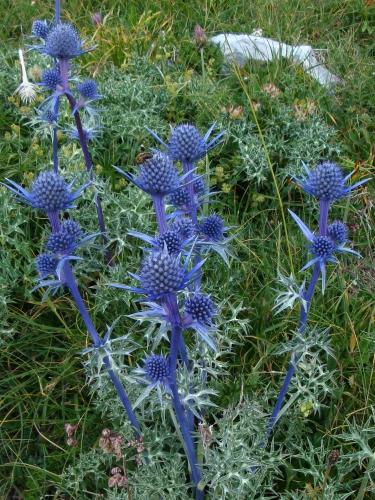 Alpine Sea Holly – Eryngium alpinum