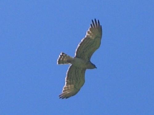 Short Toed Eagle - Circaetus gallicus
