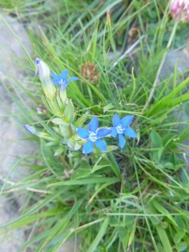 Snow gentian – Gentiana nivalis