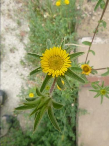 Spiny startwort – pallenis spinosa