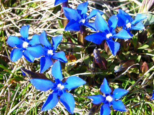 Spring Gentian – (Gentiana verna) Genciana de Primavera
