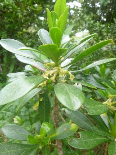 Spurge laurel – Daphne laureola