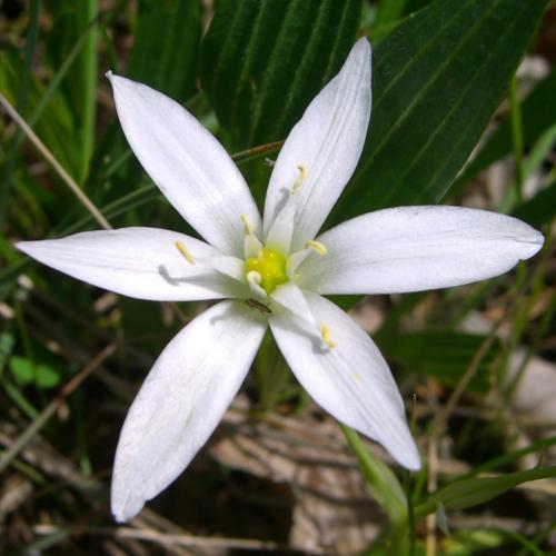 Star of Bethlehem – Ornithogalum Pyrenaicum
