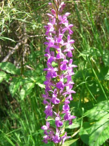 Marsh Orchid – Dactylorhiza Elata