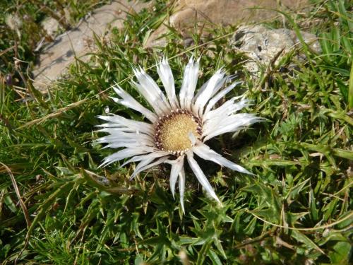 Stemless Carline Thistle – Carlina acaulis