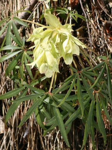 Stinking Hellebore – Helleborus Foetidus