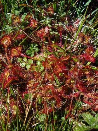 Round leaved sundew – Drosera rotundifolia