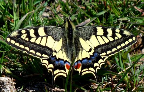 Swallowtail
