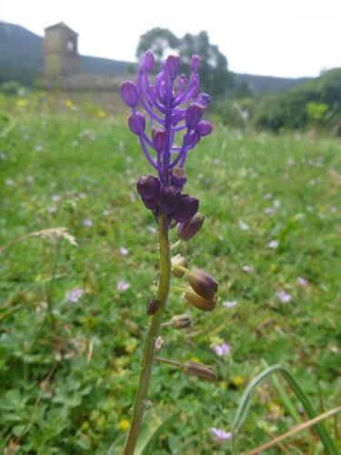 Tassel hyacinth – Leopoldia comosa