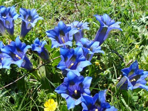 Trumpet Gentian – Gentiana Clusii