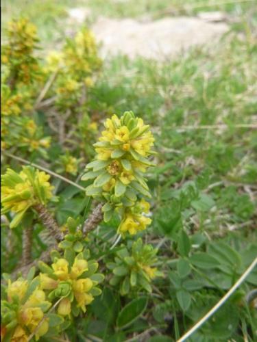 Twisted thymelaea -Thymelaea tinctoria