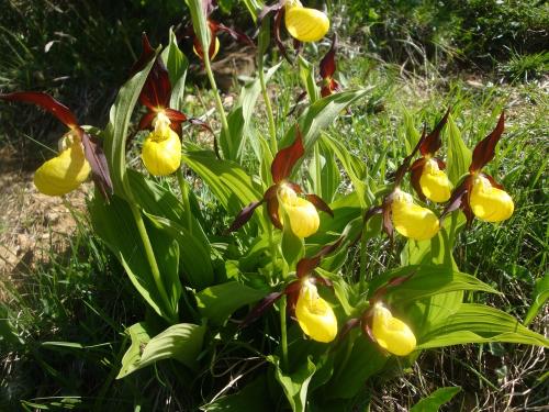 Lady´s slipper orchid