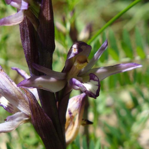 Violet Limodore – Limodorum abortivum