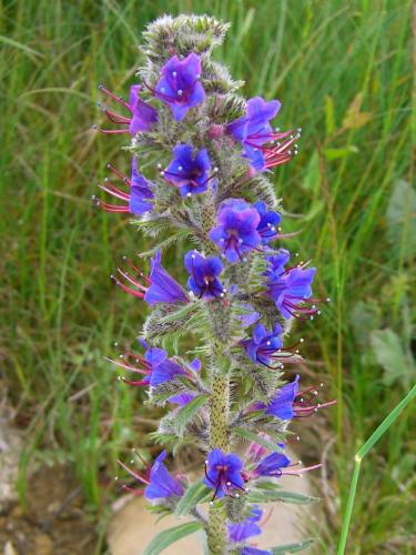Viper’s Bugloss – Echium vulgare – Viborera
