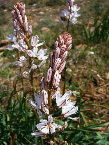 White Asphodel – Asphodelus Albus