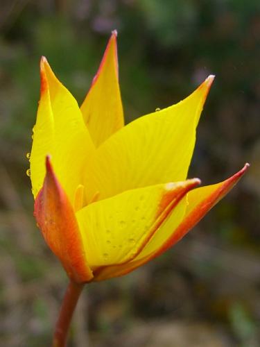 Wild Tulip – Tulipa sylvestris – burillas