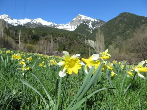 Wild daffodils – narcissus pseudonarcissus