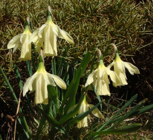 Wild daffodils – narcissus pseudonarcissus