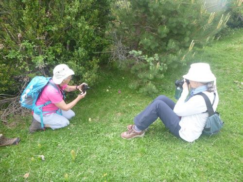Taking photos of the flowers