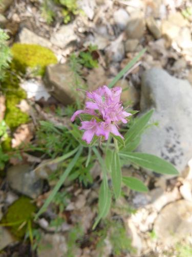 Wood scabious – Knautia dipsacifolia