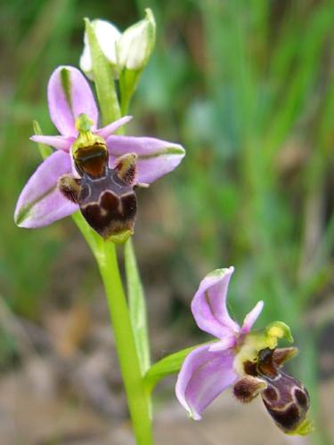 Woodcock Orchid – Ophrys Scolopax