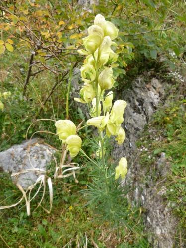 Yellow Monks Hood – Aconitum