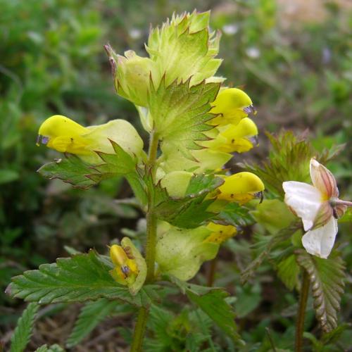 Great yellow rattler – Rhinanthus alectorolophus