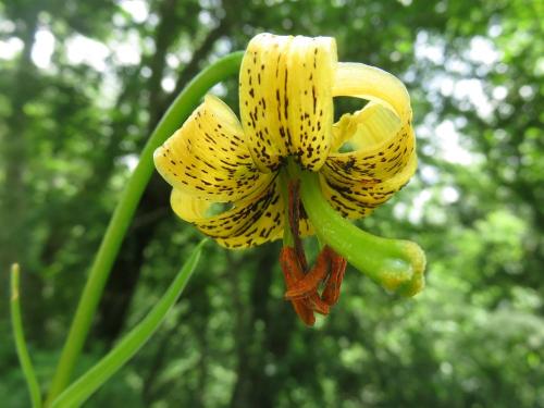 Yellow Turk’s-cap Lily – Lilium Pyrenacium