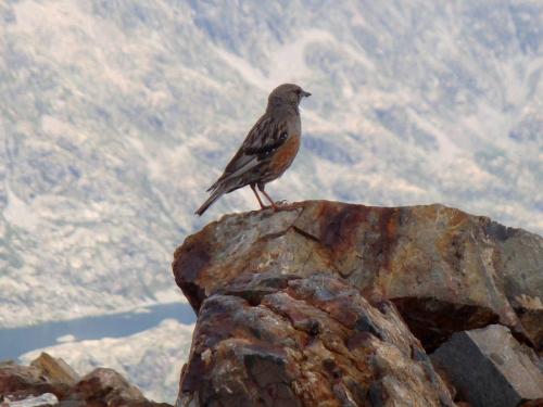 Alpine accentor