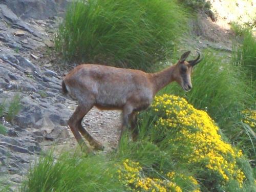 Pyrenean Chamois