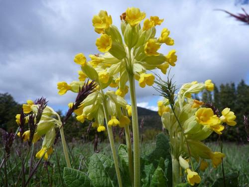 Cowslip – Primula veris
