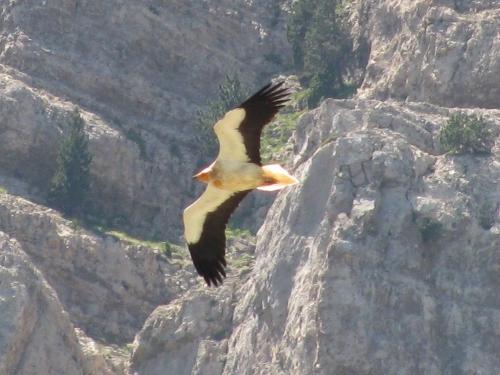 Egyptian vulture