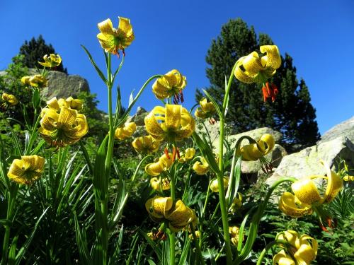 Beautiful Lilys