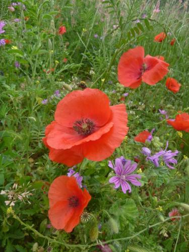 Common poppy – Papaver rhoeas and common mallow – Malva sylvestris