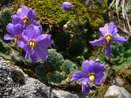 Bears ear – Oreja de Oso – Ramonda Myconi