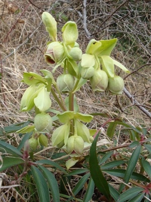 Stinking hellebore – Helleborus foetidus