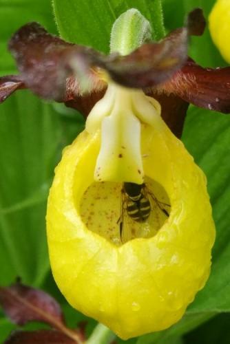 Wasp in a Lady's slipper orchid