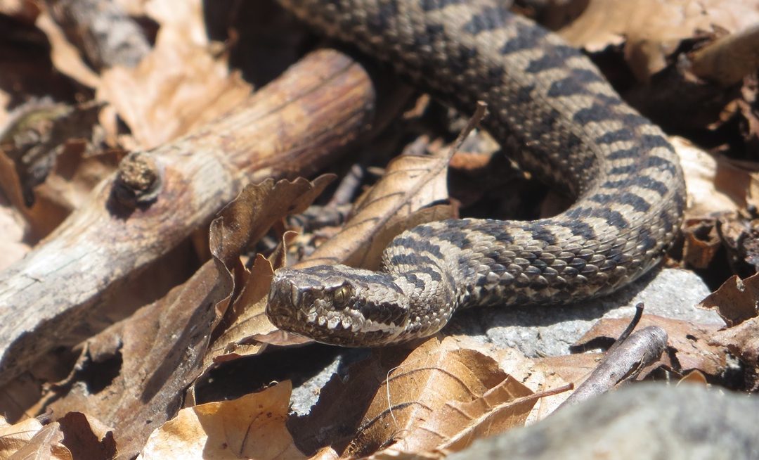 Snakes in the Pyrenees