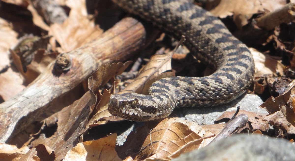 Snakes in the Pyrenees