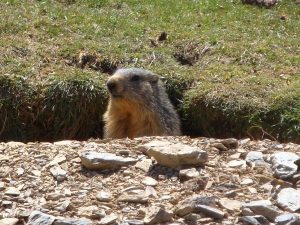 Pyrenees marmot
